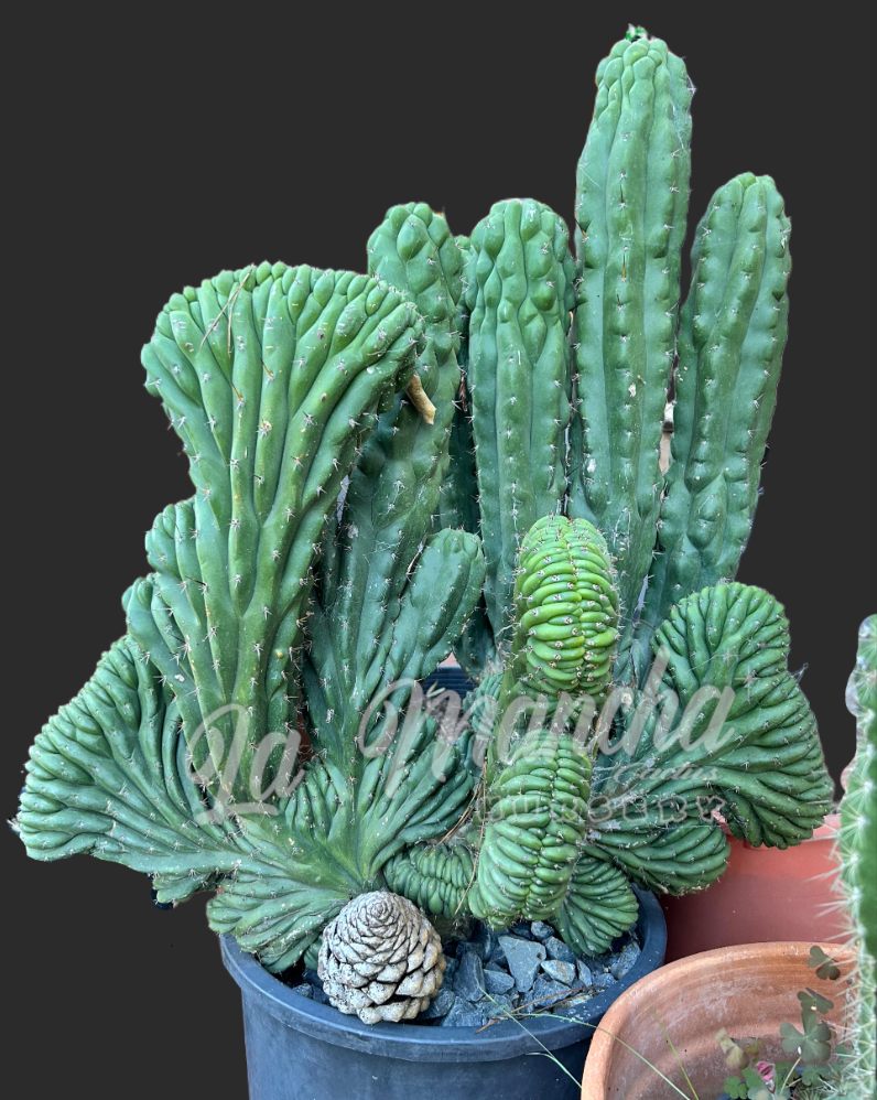 crested san pedro cactus for sale San Pedro Cactus
