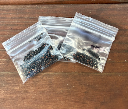 buy san pedro cactus seeds San Pedro Cactus Seeds