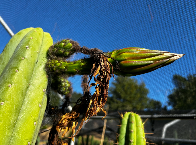 san pedro cactus seeds San Pedro Cactus Seeds