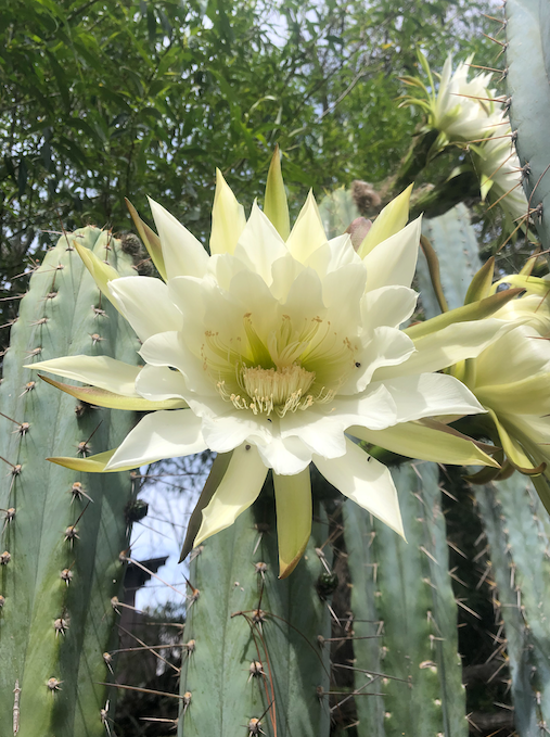 cactus san pedro hembra San Pedro Cactus Seeds Trichocereus Peruvianus – La Mancha Nursery