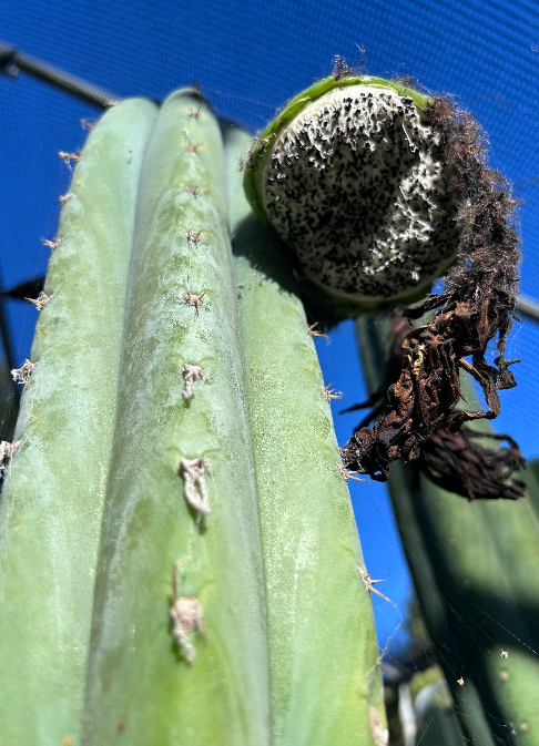 san pedro cactus seeds San Pedro Cactus Seeds Brians Blue Sky (OP 2023) – La Mancha Nursery