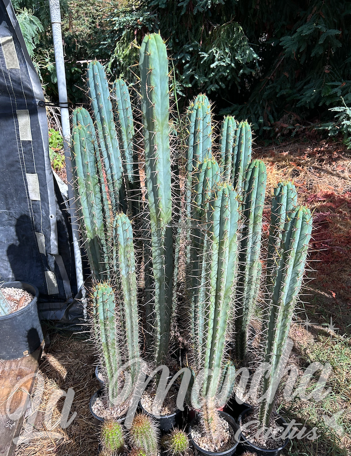 blue san pedro cactus San Pedro Cactus Trichocereus Brigessii SS02 x Peruvianus Serra Blue – La Mancha Nursery