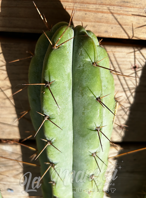 cactus san pedro trae suerte San Pedro Cactus