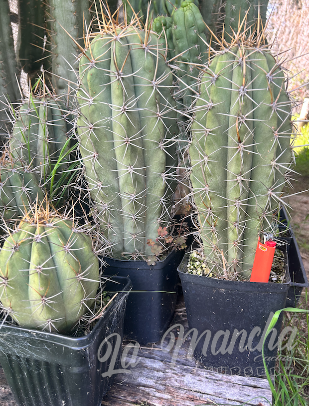 San Pedro Cactus - Trichocereus Wedermanius