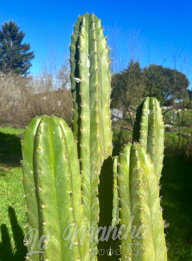 San Pedro Cactus -Trichocereus Pachanoi PC