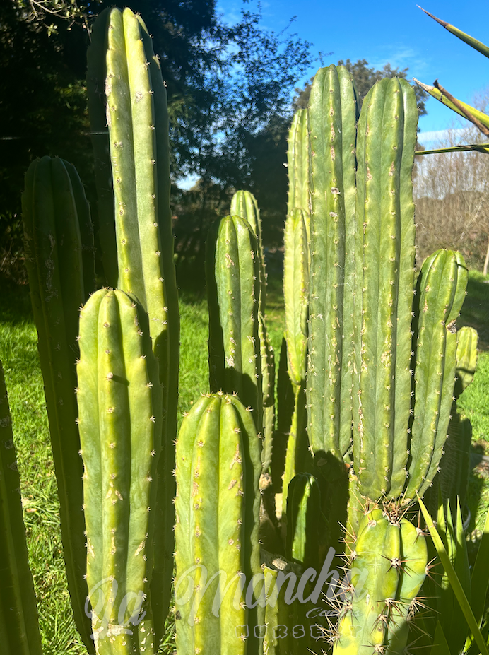 San Pedro Cactus -Trichocereus Pachanoi PC