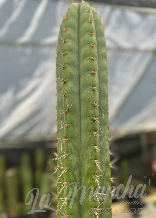 San Pedro Cactus - Trichocereus Pachanoi Kimnach