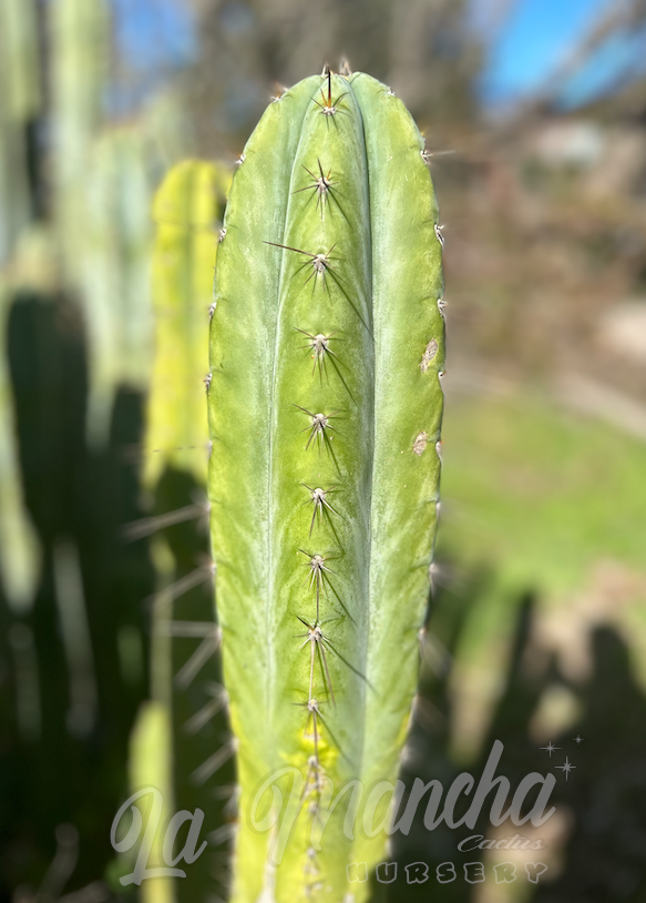 San Pedro Cactus - Trichocereus Pachanoi Kimnach