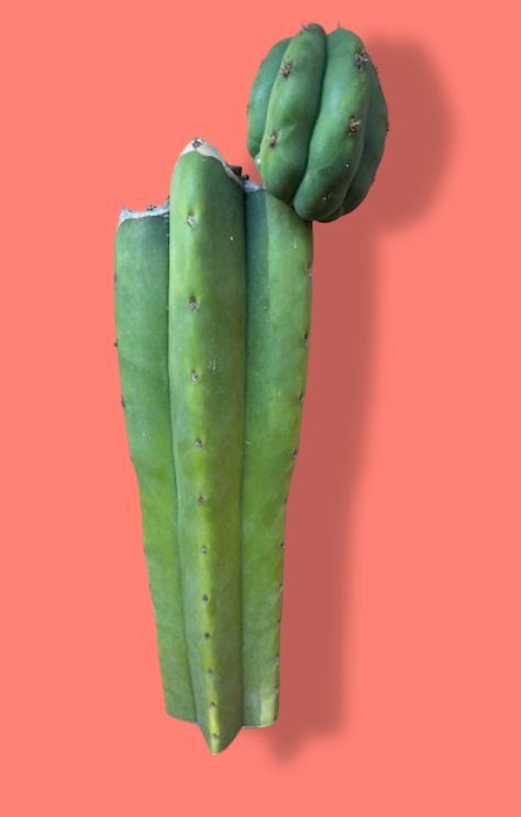 Scopulicola x Juules Giant
