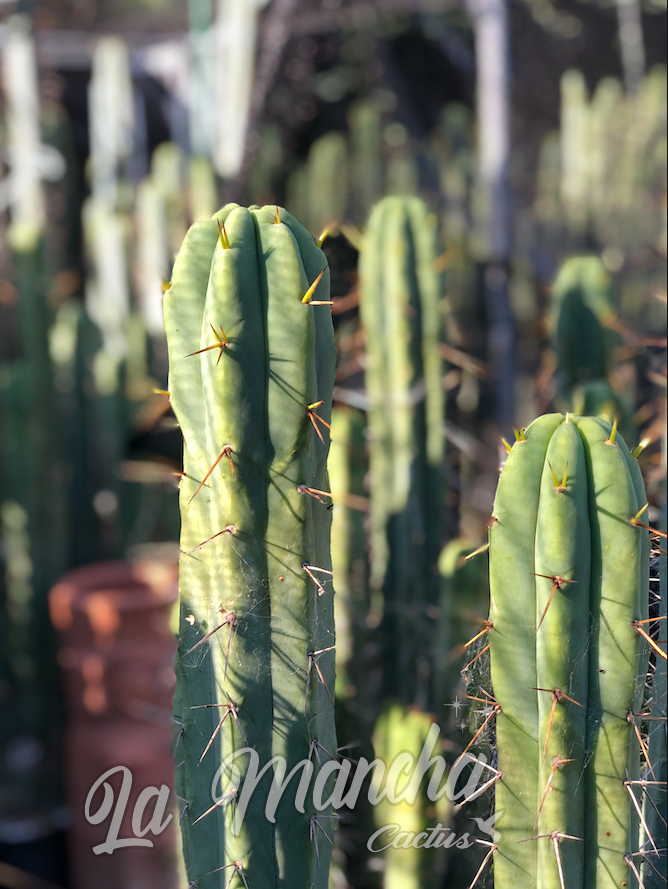 San pedro - bbb brigessii cactus