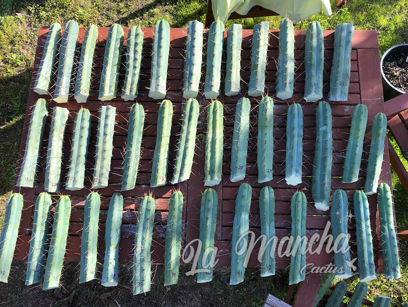 San Pedro Cactus - Trichocereus Bridgessii BBB