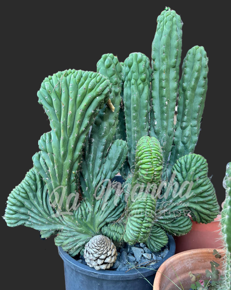 San Pedro Cactus - Trichocereus Pachanoi Cristate Mutant Clone A