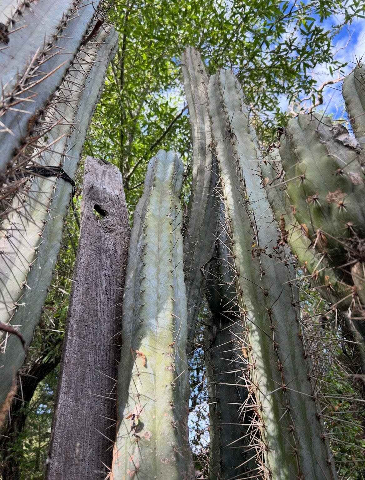 San Pedro Cactus - Trichocereus Lumberjack