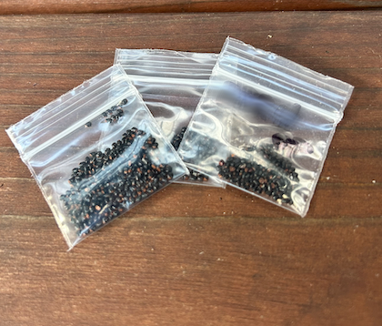 San Pedro Seeds 100