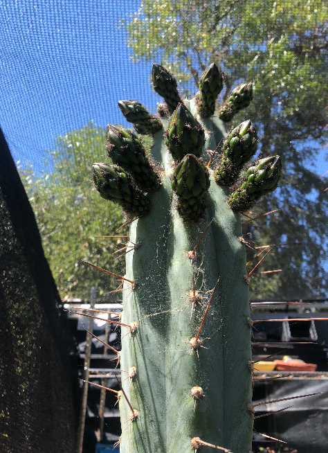 San pedro peruvianus flower buds