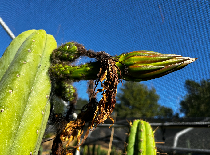 San pedro cactus flower