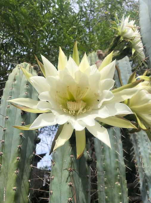 San pedro cactus flower bloom