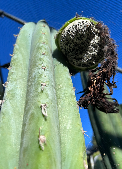 San pedro flower bud seeds