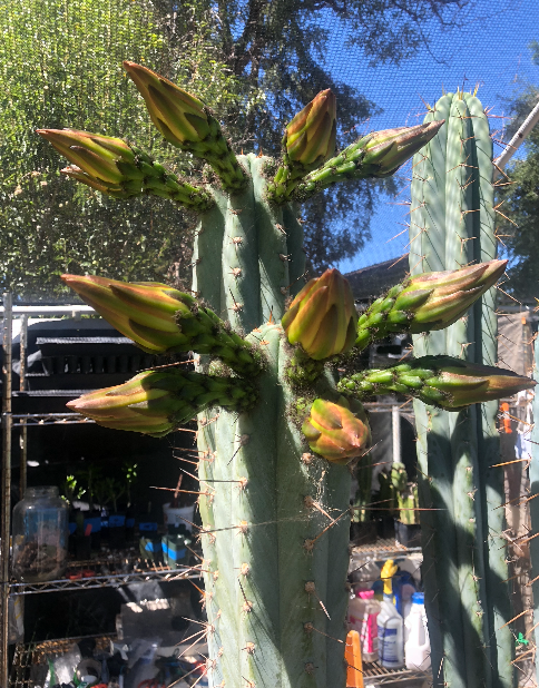 San pedro cactus flowers