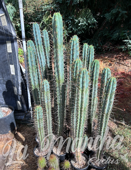 San Pedro Cactus Trichocereus Brigessii SS02 x Peruvianus Serra Blue