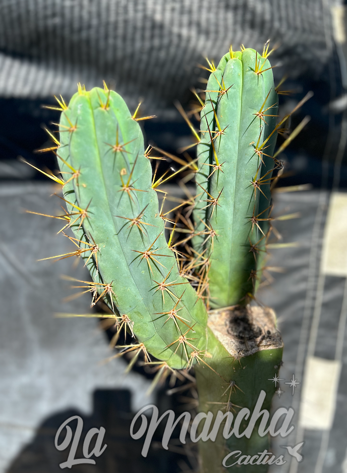 San Pedro Cactus Trichocereus Brigessii SS02 x Peruvianus Serra Blue