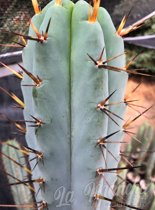 San Pedro Cactus - Trichocereus Peruvianus x T Huanucoensis