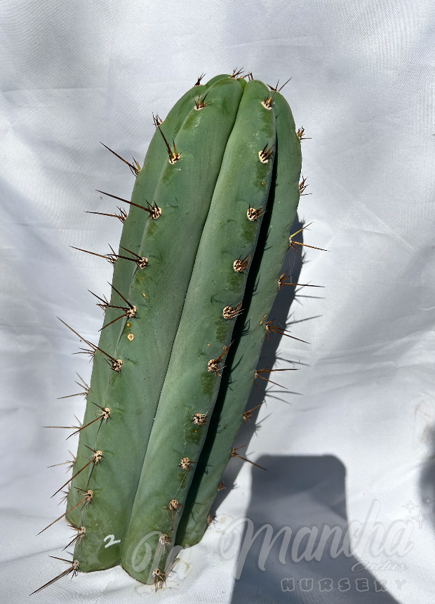 San Pedro Cactus - Trichocereus Peruvianus x T Huanucoensis