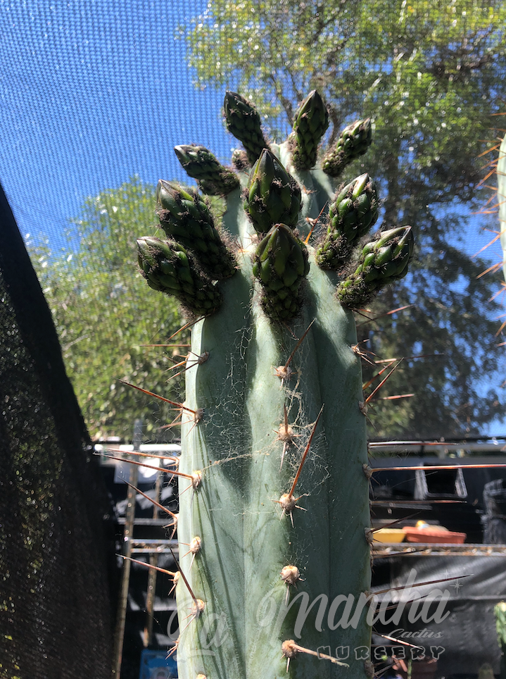 San Pedro Cactus - Trichocereus Peruvianus Hector