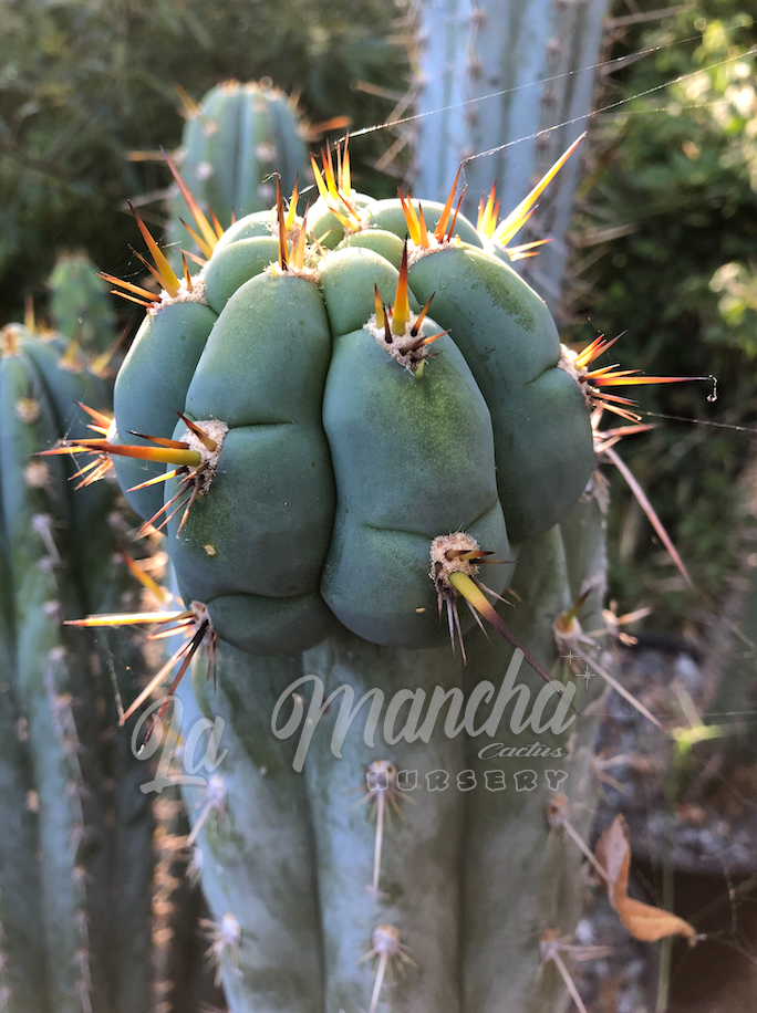 San Pedro Cactus - Trichocereus Peruvianus Hector