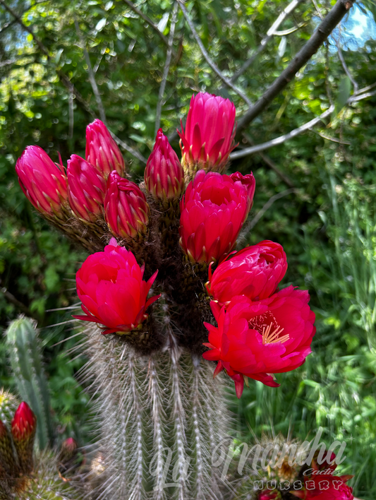 Trichocereus Grandiflorus Cactus - T. Orurensis