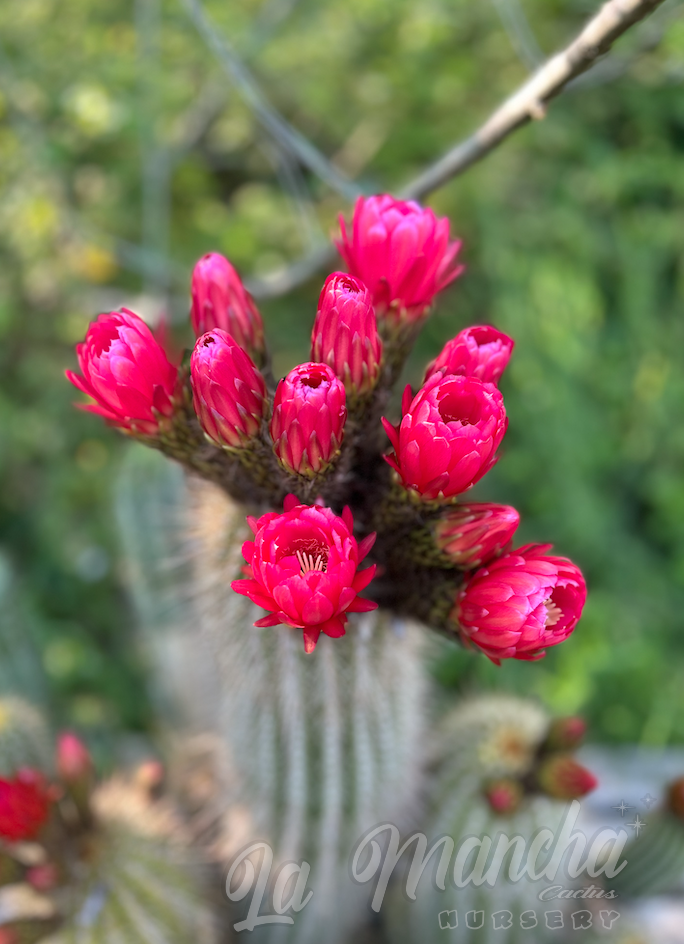 Trichocereus Grandiflorus Cactus - T. Orurensis