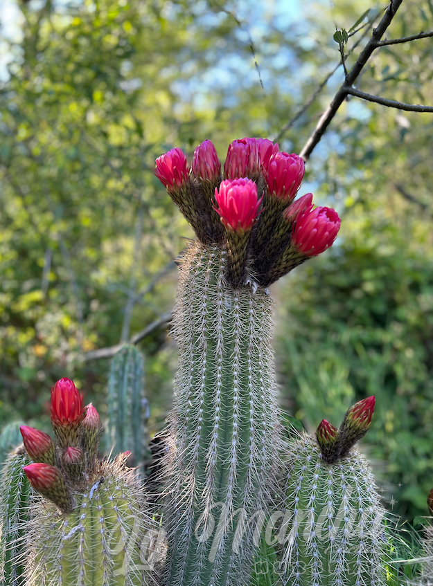 Trichocereus Grandiflorus Cactus - T. Orurensis