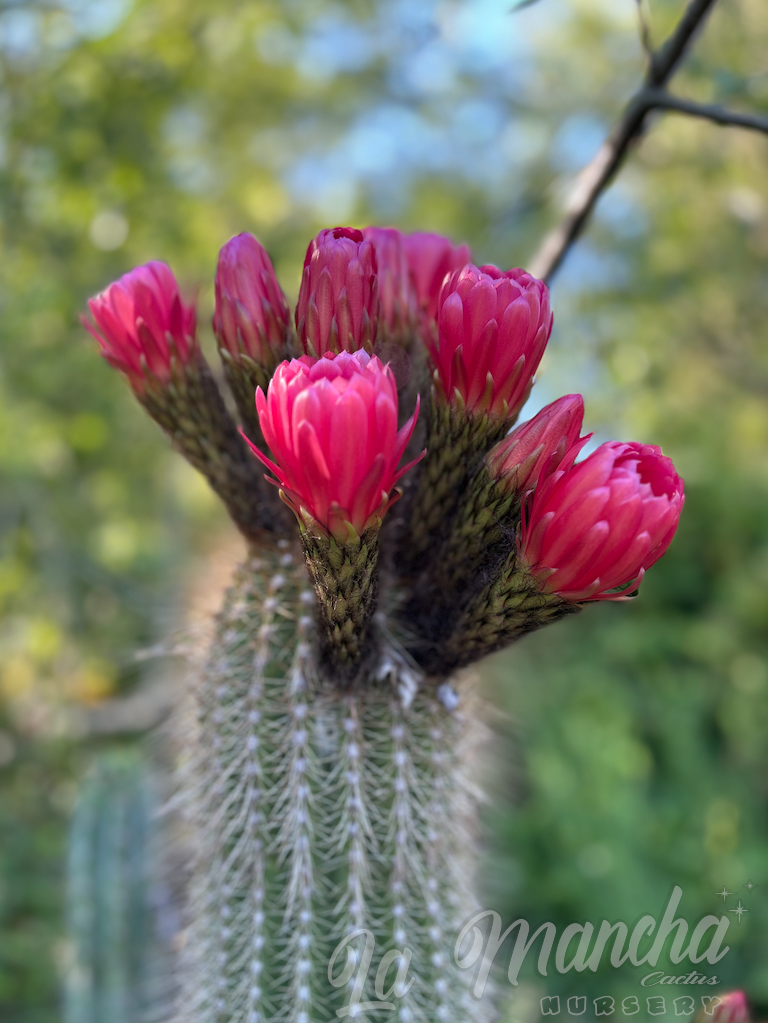 Trichocereus Grandiflorus Cactus - T. Orurensis