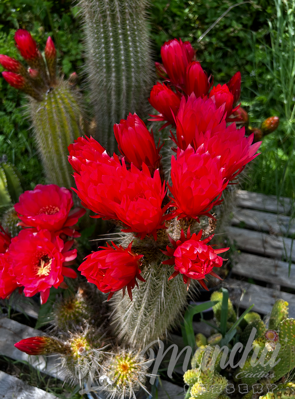 Trichocereus Grandiflorus Cactus - T. Orurensis