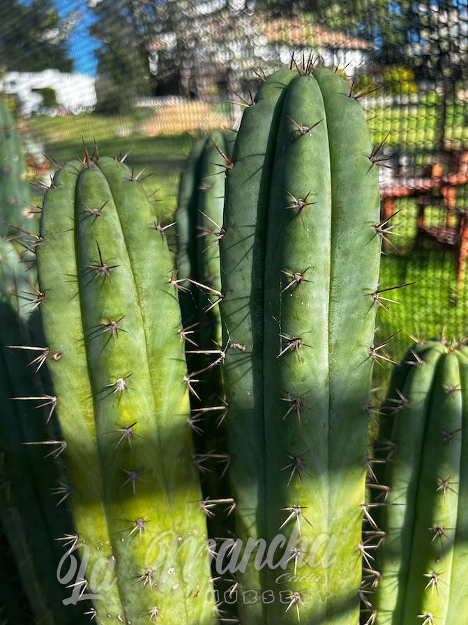 San Pedro Cactus - Trichocereus Luther Burbank x SS02