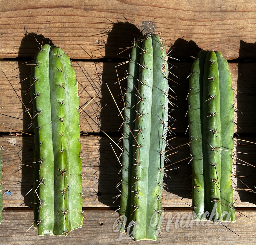 San Pedro Cactus - Trichocereus Luther Burbank x SS02