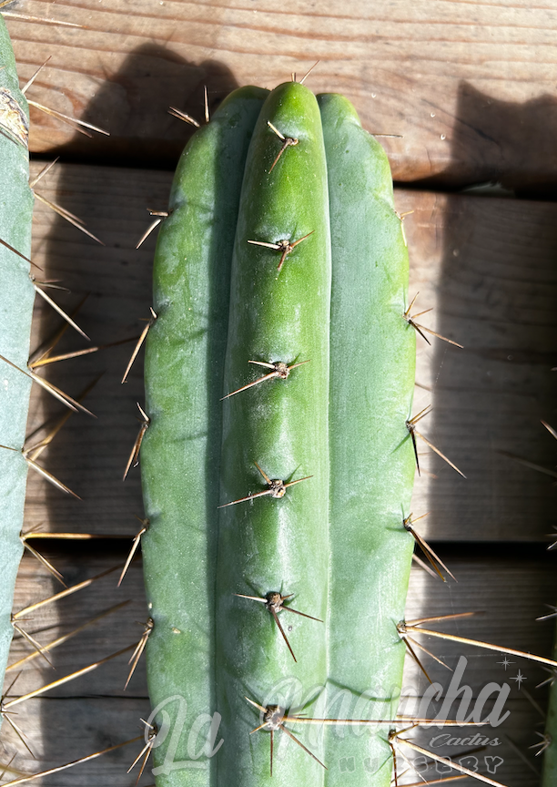 San Pedro Cactus - Trichocereus Luther Burbank x SS02