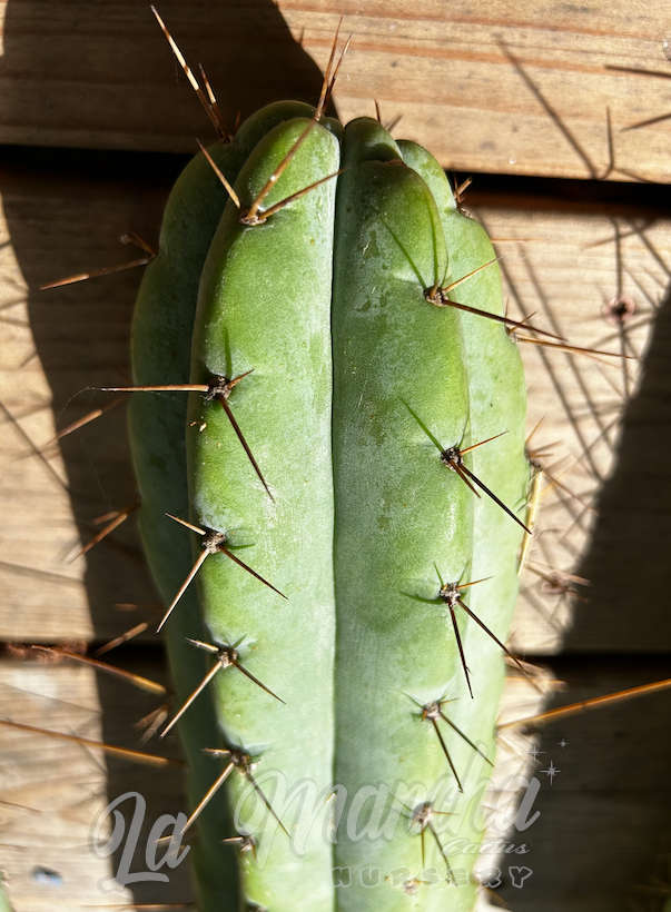 San Pedro Cactus - Trichocereus Luther Burbank x SS02