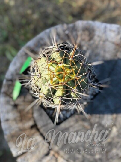 San Pedro Cactus - Trichocereus Wedermanius