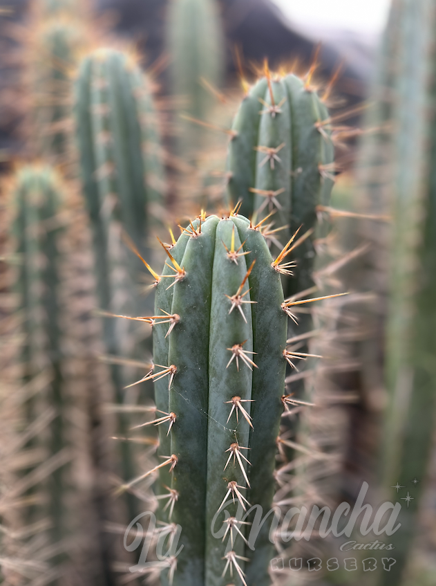 San Pedro Cactus - Trichocereus Jessica x T. Pachanoi