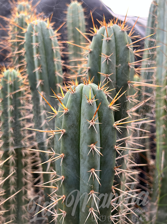 San Pedro Cactus - Trichocereus Jessica x T. Pachanoi