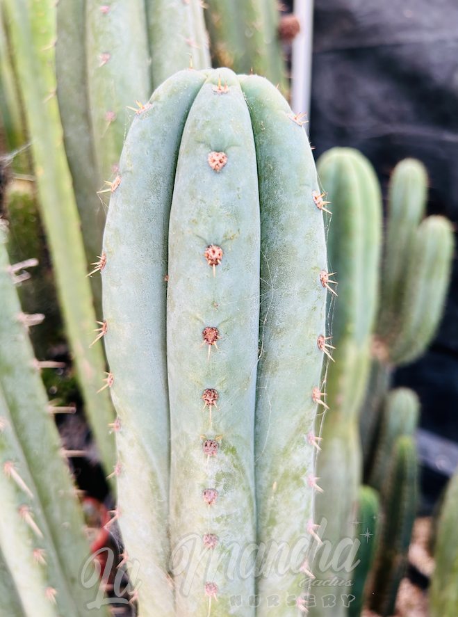 San Pedro Cactus - Trichocereus pachanoi JS444 - aka Brian’s Blue Sky