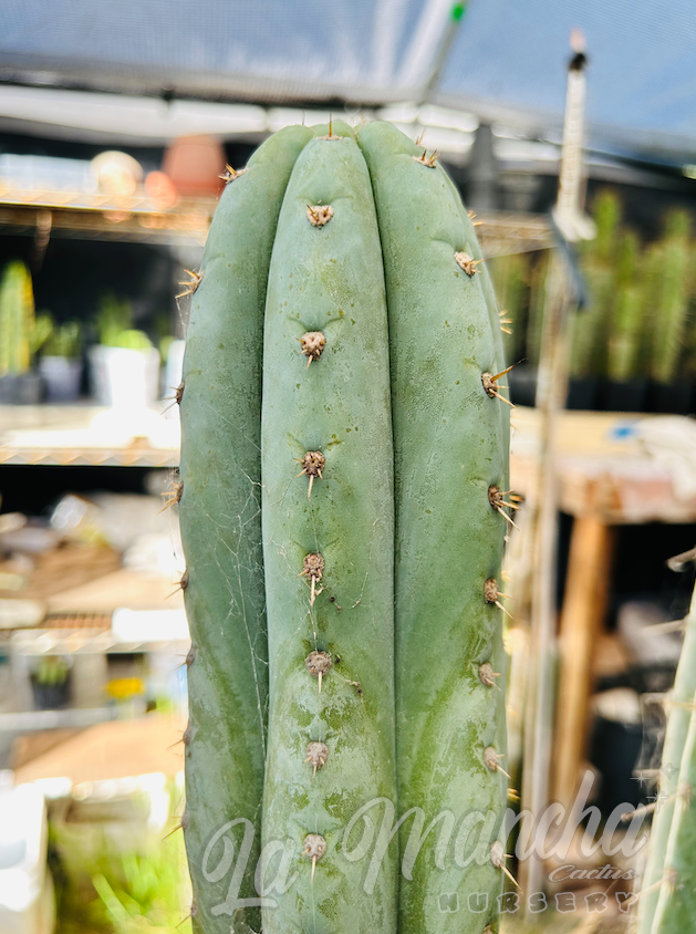 San Pedro Cactus - Trichocereus pachanoi JS444 - aka Brian’s Blue Sky