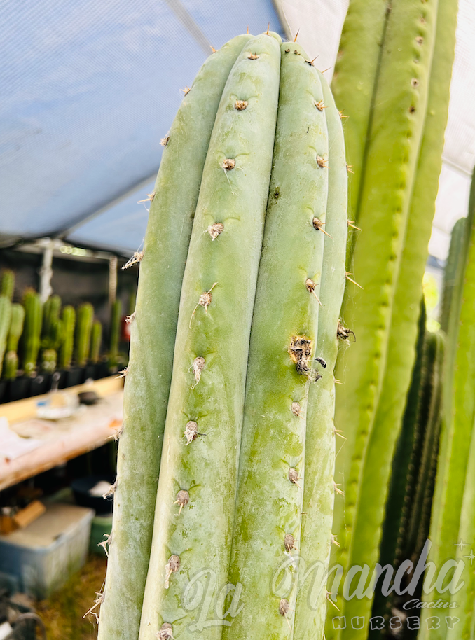 San Pedro Cactus - Trichocereus pachanoi JS444 - aka Brian’s Blue Sky