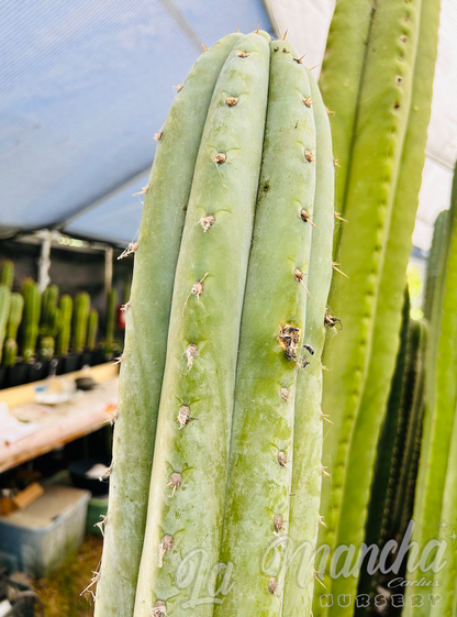 San Pedro Cactus - Trichocereus pachanoi JS444 - aka Brian’s Blue Sky