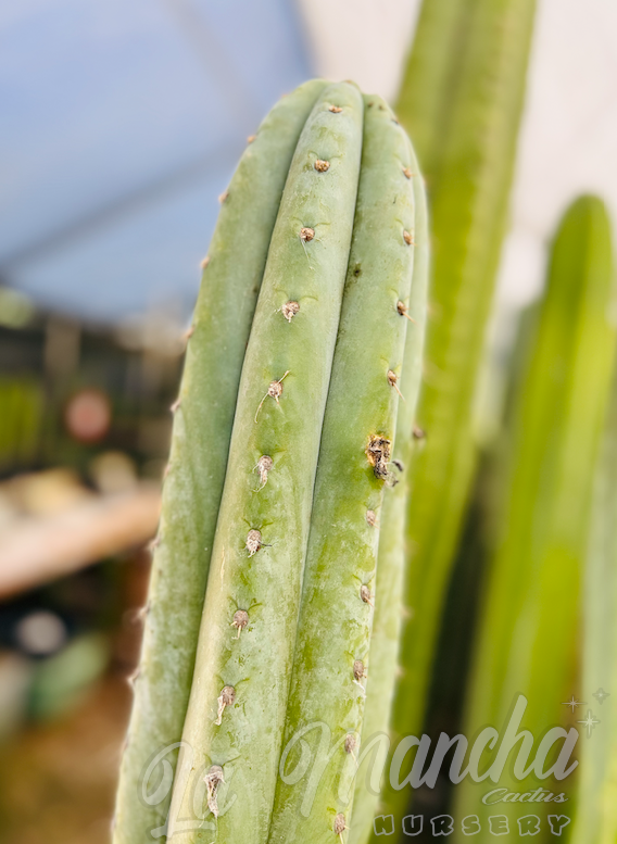 San Pedro Cactus - Trichocereus pachanoi JS444 - aka Brian’s Blue Sky