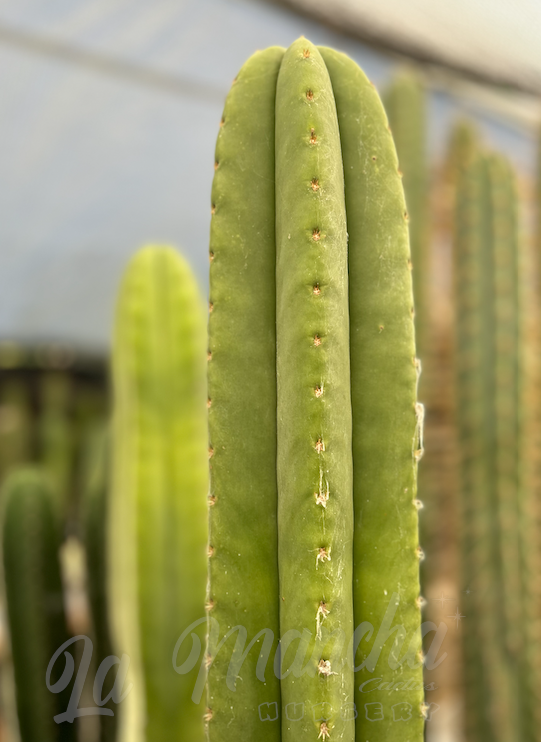 San Pedro Cactus - Trichocereus Scopulicola x Trichocereus Super Pedro