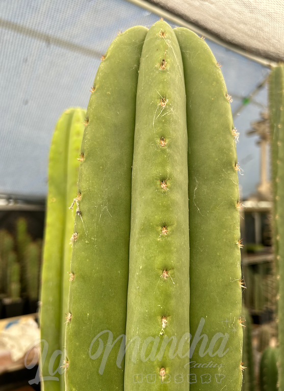 San Pedro Cactus - Trichocereus Scopulicola x Trichocereus Super Pedro