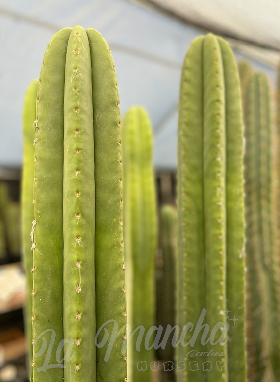 San Pedro Cactus - Trichocereus Scopulicola x Trichocereus Super Pedro