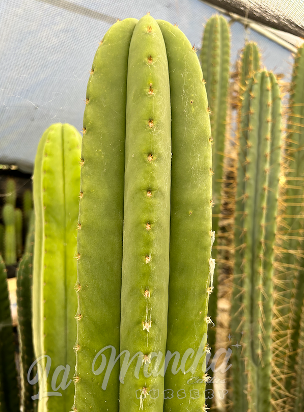 San Pedro Cactus - Trichocereus Scopulicola x Trichocereus Super Pedro